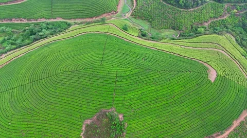Aerial Drone View of Lush Tea Plantation Hills in Munnar Kerala India Stockbeeldmateriaal 332693155