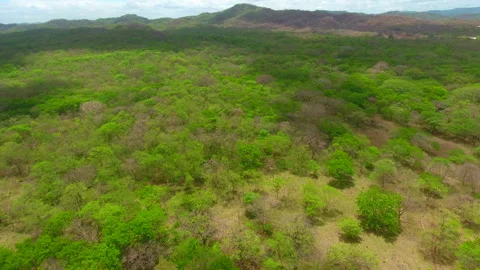 Aerial drone view of lush tree canopy over Arenal, Costa Rica Stock Footage 317596020