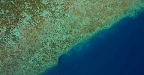 Aerial drone view of a man and woman couple snorkeling over the coral reef of a Stock Footage