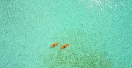 Aerial Drone View Of A Man And Woman Couple Kayaking Around A Tropical Island. Stock Footage