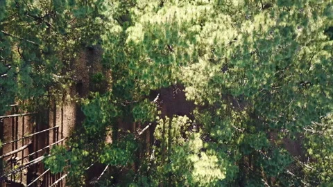 Aerial Drone View of a man running through the Pine tree in Pinetop, Arizona Stock Footage 317564408