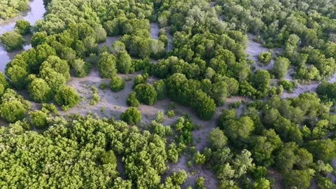 Aerial drone view of mangrove forest tidal channels Stock Footage 337549052