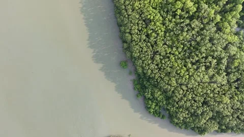 Aerial drone view of mangrove forest coastline from above 库存影片 337727866