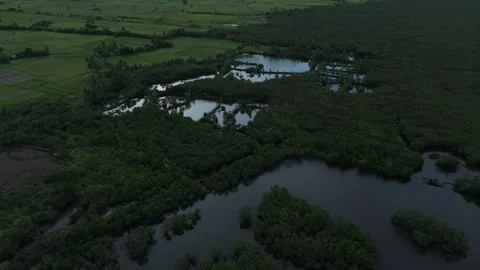 Aerial drone view of mangrove forest, fish ponds and tropical wetlands. Stock Footage 337737860