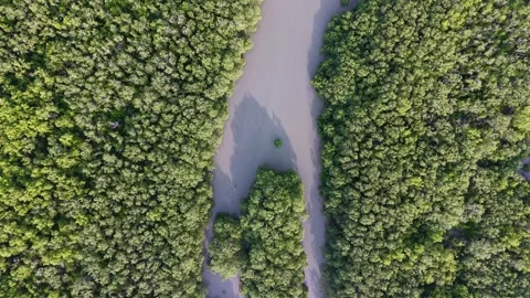 Aerial drone view of mangrove forest river channel Stock-Footage 337985276