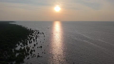 Aerial drone view of mangrove forest at sunset Stock Footage 337985330