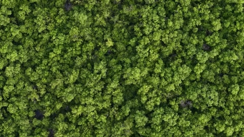 Aerial drone view of mangrove trees along muddy coast Vidéo 337984868