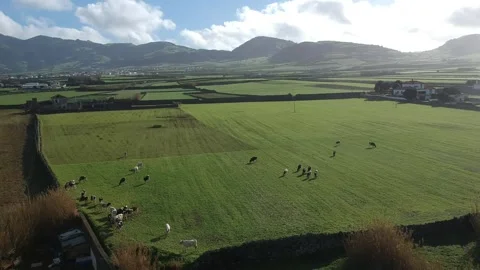 Aerial drone view of a meadow with cows grazing Stock Footage 281150094