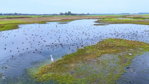 Aerial drone view of migratory birds enjoying a warm day in northern India. Stock Footage 310935666