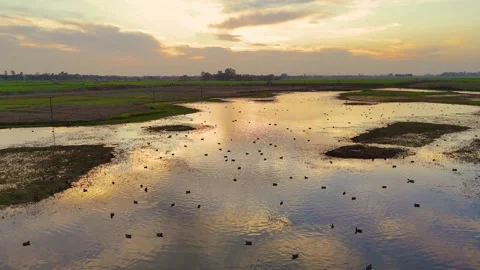 Aerial drone view of migratory birds silhouetted against the golden sky at Stock Footage 310936006