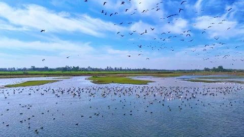 Aerial drone view of migratory seagulls settling peacefully in the calm wetland Video stock 310936601