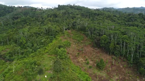 Aerial drone view of misty mountains and tropical jungle in Mindanao Philipp Stock Footage 345427330