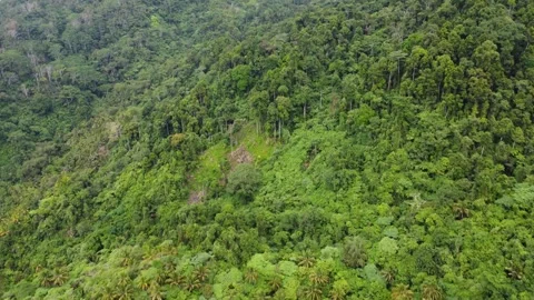 Aerial drone view of misty mountains and tropical jungle in Mindanao Philipp Stock Footage 345429201