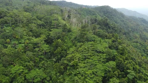 Aerial drone view of misty mountains and tropical jungle in Mindanao Philipp Stock Footage 345430902