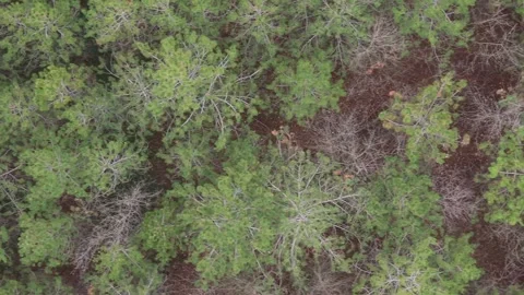 Aerial drone view of mixed forest canopy showing vibrant seasonal colors Stock Footage 323320941