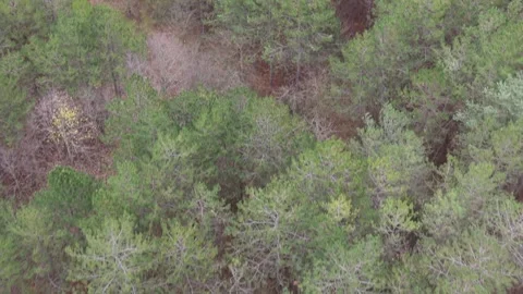 Aerial drone view of mixed forest canopy showing vibrant seasonal colors Stock Footage 323320963