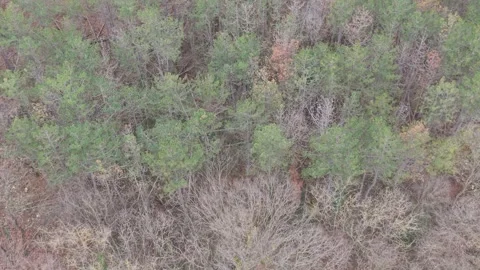 Aerial drone view of mixed forest trees with winter colors Stock Footage 323322192