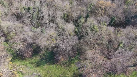 Aerial drone view of mixed forest hillside with autumn vegetation Stock Footage 323528861