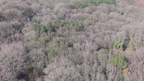 Aerial Drone View of Mixed Forest with Evergreen and Bare Trees Stock Footage 324889768