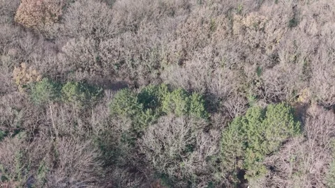Aerial Drone View of Mixed Forest with Evergreen and Bare Trees Stock Footage 324889769