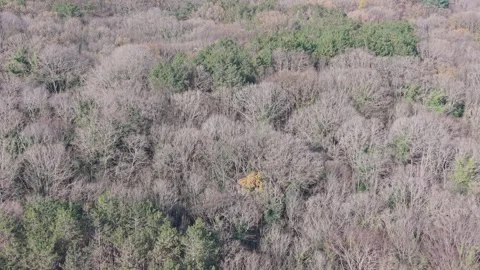Aerial Drone View of Mixed Forest with Evergreen and Bare Trees Stock Footage 324889778