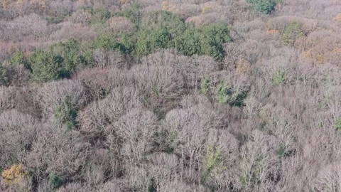 Aerial Drone View of Mixed Forest with Evergreen and Bare Trees Stock Footage 324889785