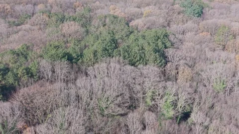 Aerial Drone View of Mixed Forest Canopy in Early Spring Stock Footage 324889786