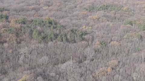 Aerial Drone View of Mixed Forest Canopy in Early Spring Stock Footage 324889787