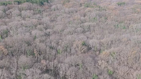 Aerial Drone View of Mixed Forest Canopy in Early Spring Stock Footage 324889788