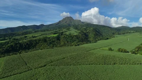 Aerial drone view of Mount Pelée with sugarcane fields, Martinique - 4K Stock Footage 306953518
