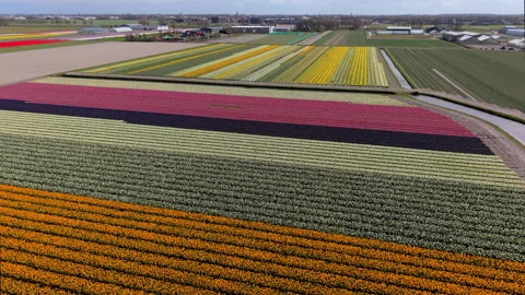 Aerial drone view of multicolored blooming flower fields in the Netherlands 스톡 동영상 334082166