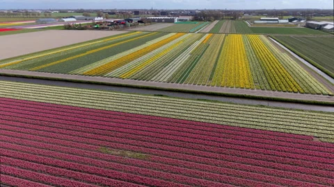 Aerial drone view of multicolored blooming hyacinth and tulip fields Stockbeeldmateriaal 334082347
