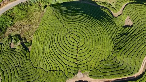 Aerial Drone View of Munnar Tea Plantations with Misty Mountains Stock Footage 327809294