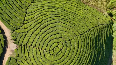 Aerial Drone View of Munnar Tea Plantations with Misty Mountains Video stock 327810297