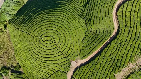 Aerial Drone View of Munnar Tea Plantations with Misty Mountains Stock Footage 327826751