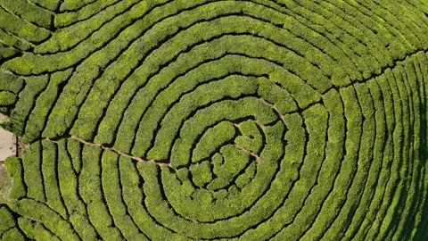 Aerial Drone View of Munnar Tea Plantations with Misty Mountains Stock Footage 327826800