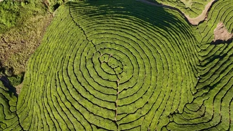 Aerial Drone View of Munnar Tea Plantations with Misty Mountains Stock Footage 327826902