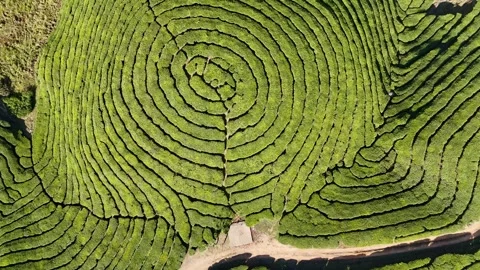 Aerial Drone View of Munnar Tea Plantations with Misty Mountains Stock Footage 327827076