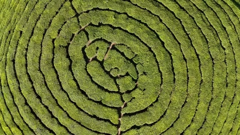 Aerial Drone View of Munnar Tea Plantations with Misty Mountains Stock Footage 327827149