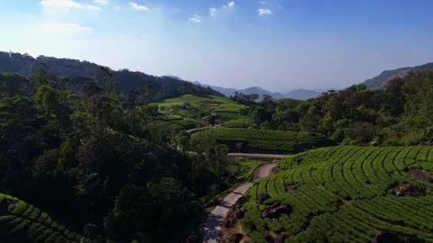 Aerial Drone View of Munnar Tea Plantations with Misty Mountains Video stock 327829381