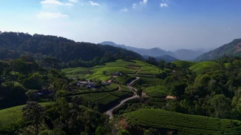 Aerial Drone View of Munnar Tea Plantations with Misty Mountains Stock Footage 327829862