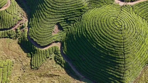 Aerial Drone View of Munnar Tea Plantations with Misty Mountains Video stock 327829890