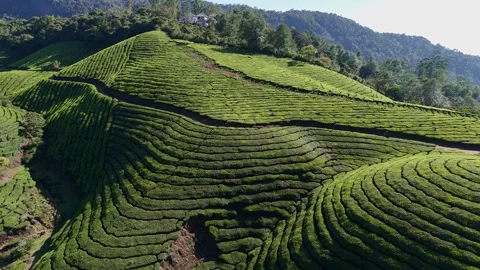 Aerial Drone View of Munnar Tea Plantations with Misty Mountains Stock Footage 327830007