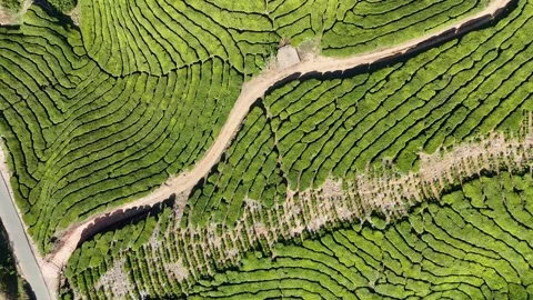 Aerial Drone View of Munnar Tea Plantations with Misty Mountains Stock Footage 327830642