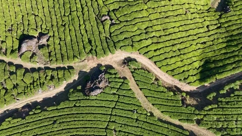 Aerial Drone View of Munnar Tea Plantations with Misty Mountains Stock Footage 327830833