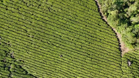 Aerial Drone View of Munnar Tea Plantations with Misty Mountains Stock Footage 327831075