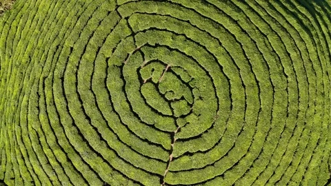 Aerial Drone View of Munnar Tea Plantations with Misty Mountains Stock Footage 327831265