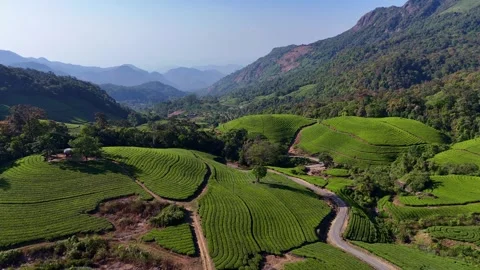 Aerial Drone View of Munnar Tea Plantations with Misty Mountains Stock Footage 327834487