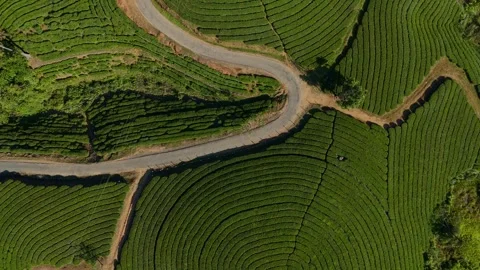 Aerial Drone View of Munnar Tea Plantations with Misty Mountains Stock Footage 327845945