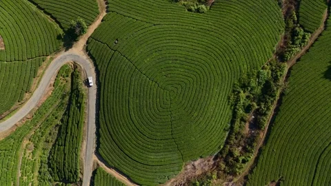 Aerial Drone View of Munnar Tea Plantations with Misty Mountains Stock Footage 327846717